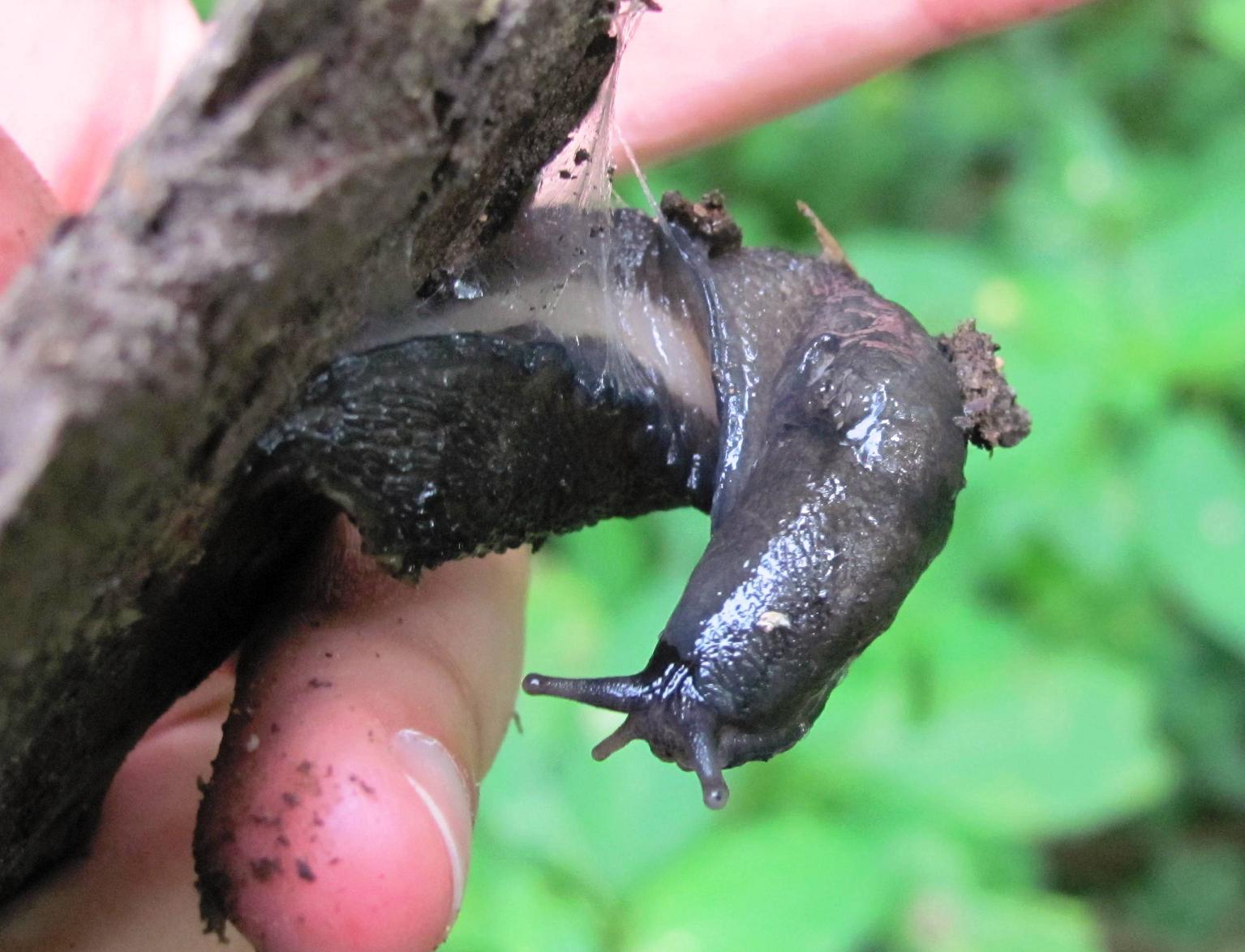 Limacidae dalla Germania Meridionale